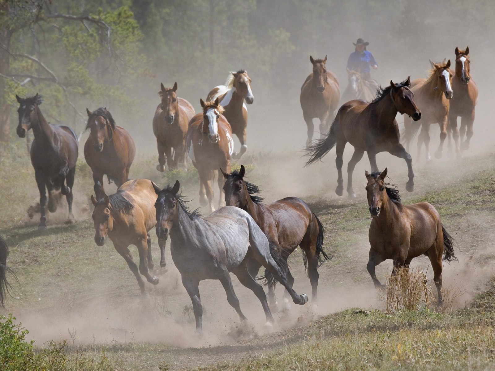 Brown Horses Running Free Desktop Wallpapers - Stampede Horse , HD Wallpaper & Backgrounds
