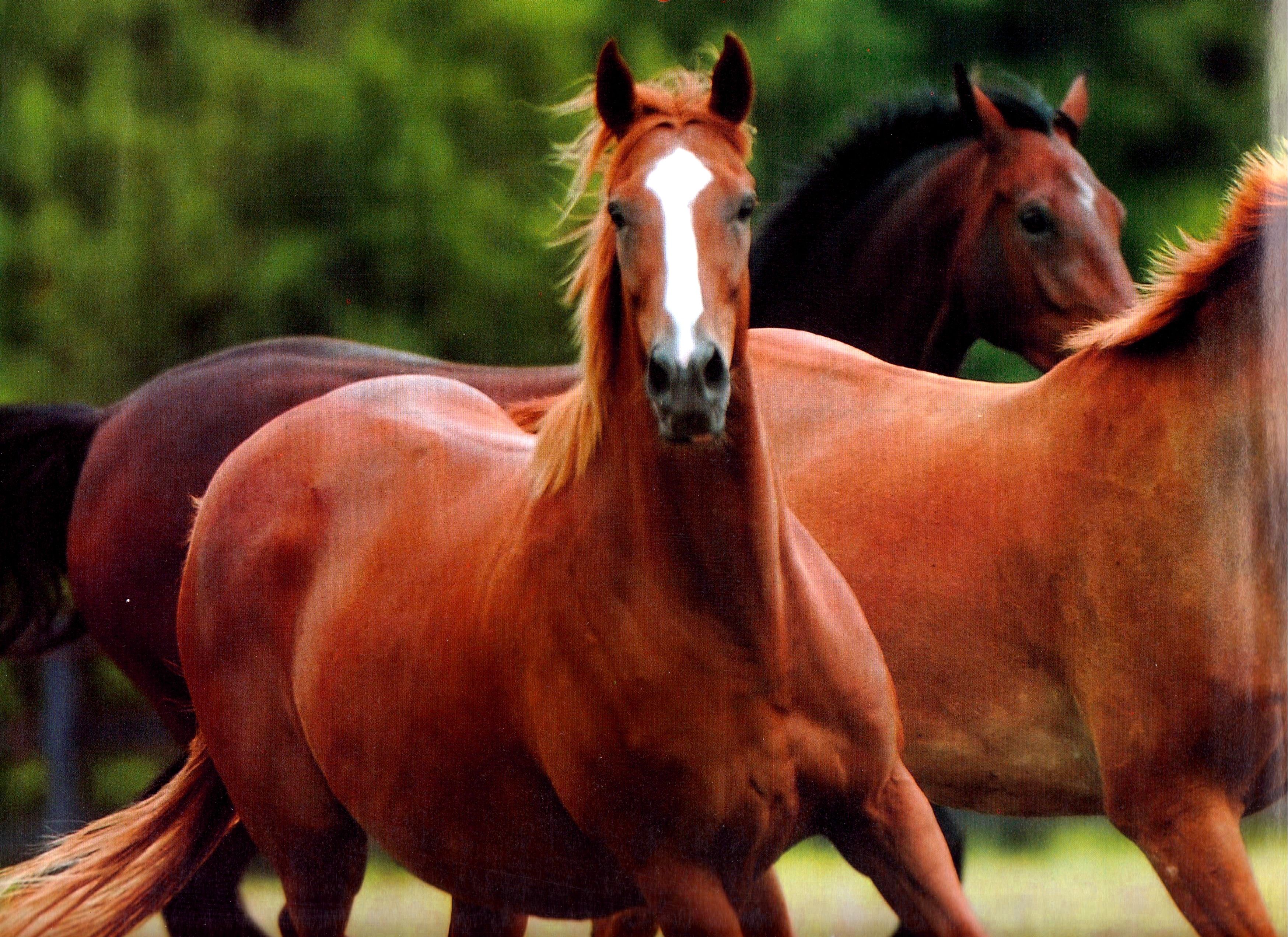 Running Horses Beautiful Chestnut Horse Herd Horses , HD Wallpaper & Backgrounds