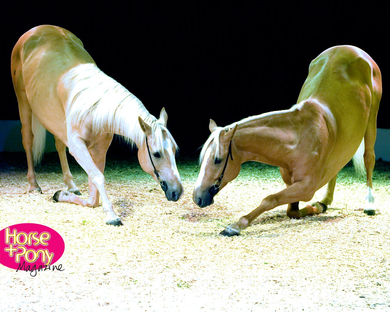 Animals Horses Dressage Stallions Wallpaper Horse - Stallion , HD Wallpaper & Backgrounds
