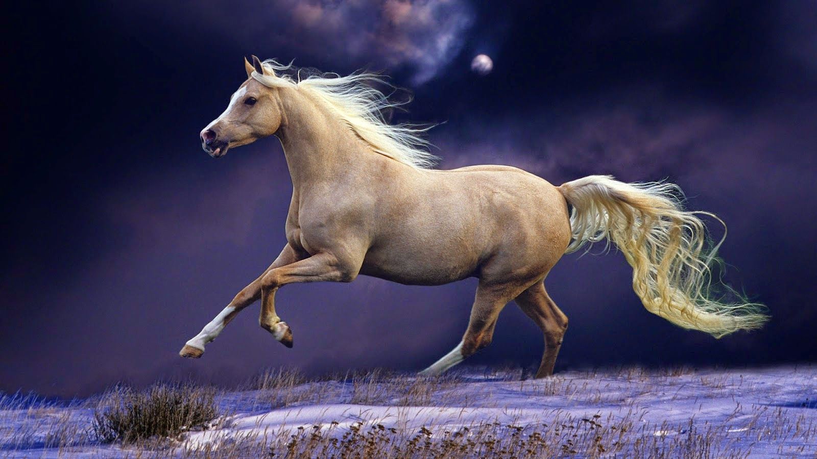 Red Horse Wallpaper Widescreen Hd Free Download Horse - Beautiful Horse , HD Wallpaper & Backgrounds