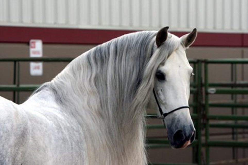 Iberian Grey Spanish Andalusian Horses Running Horse - Grey Andalusian Horse , HD Wallpaper & Backgrounds