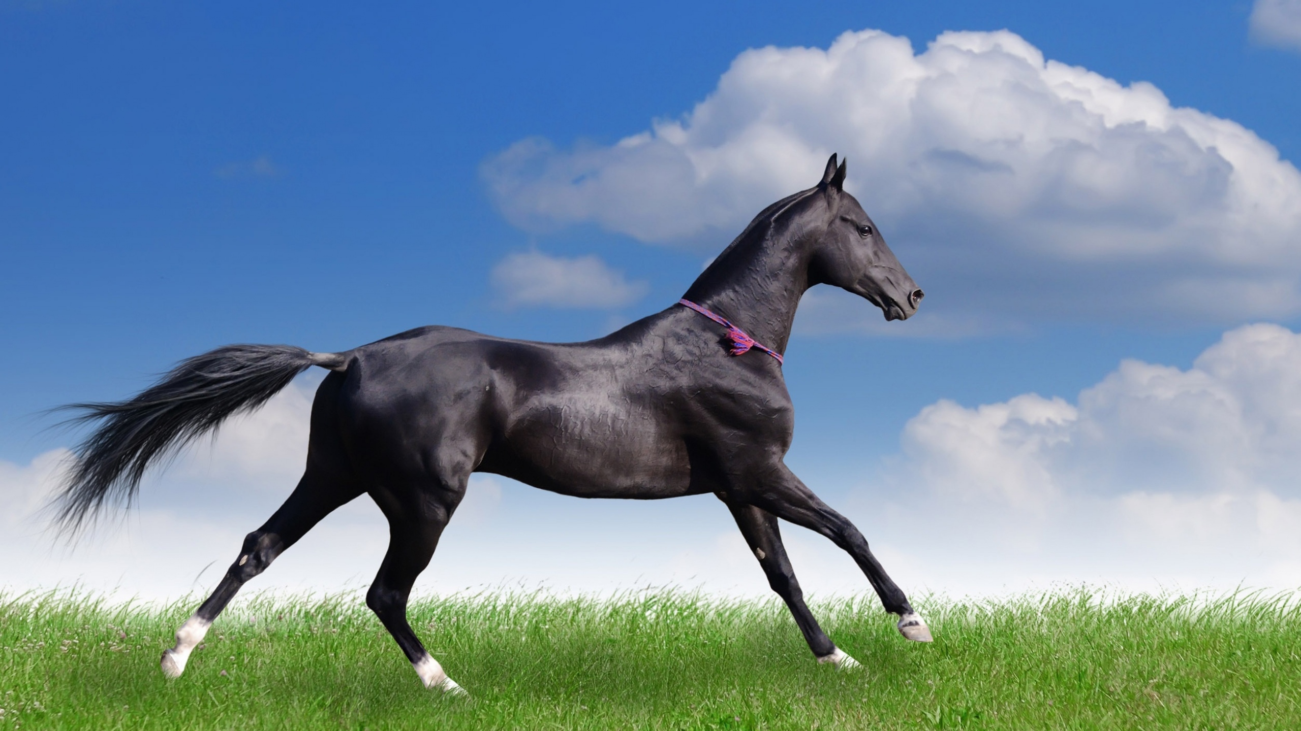 Akhal Teke Horse Wallpaper - Hours Image Hd Download , HD Wallpaper & Backgrounds