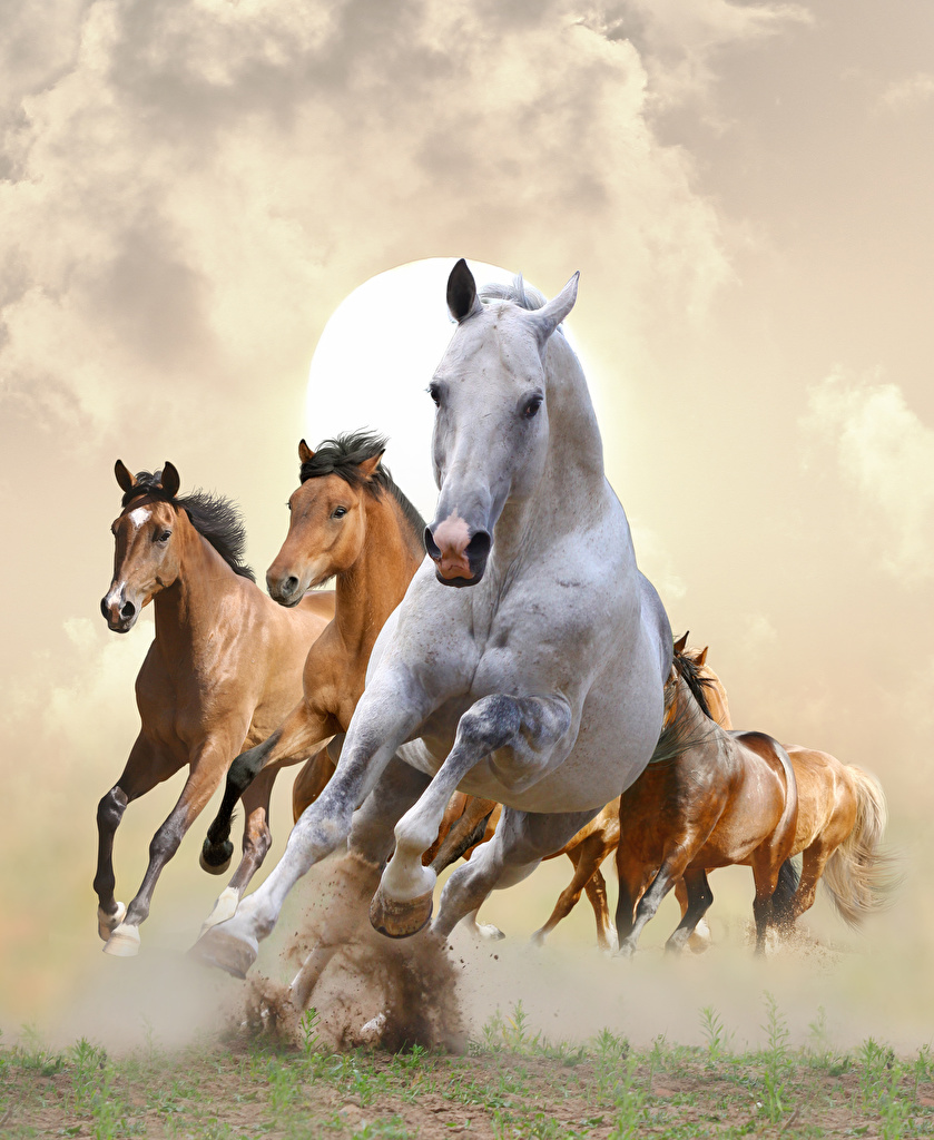 Wallpapers Horses Run Animals Running - Hd Pic Of Horse , HD Wallpaper & Backgrounds