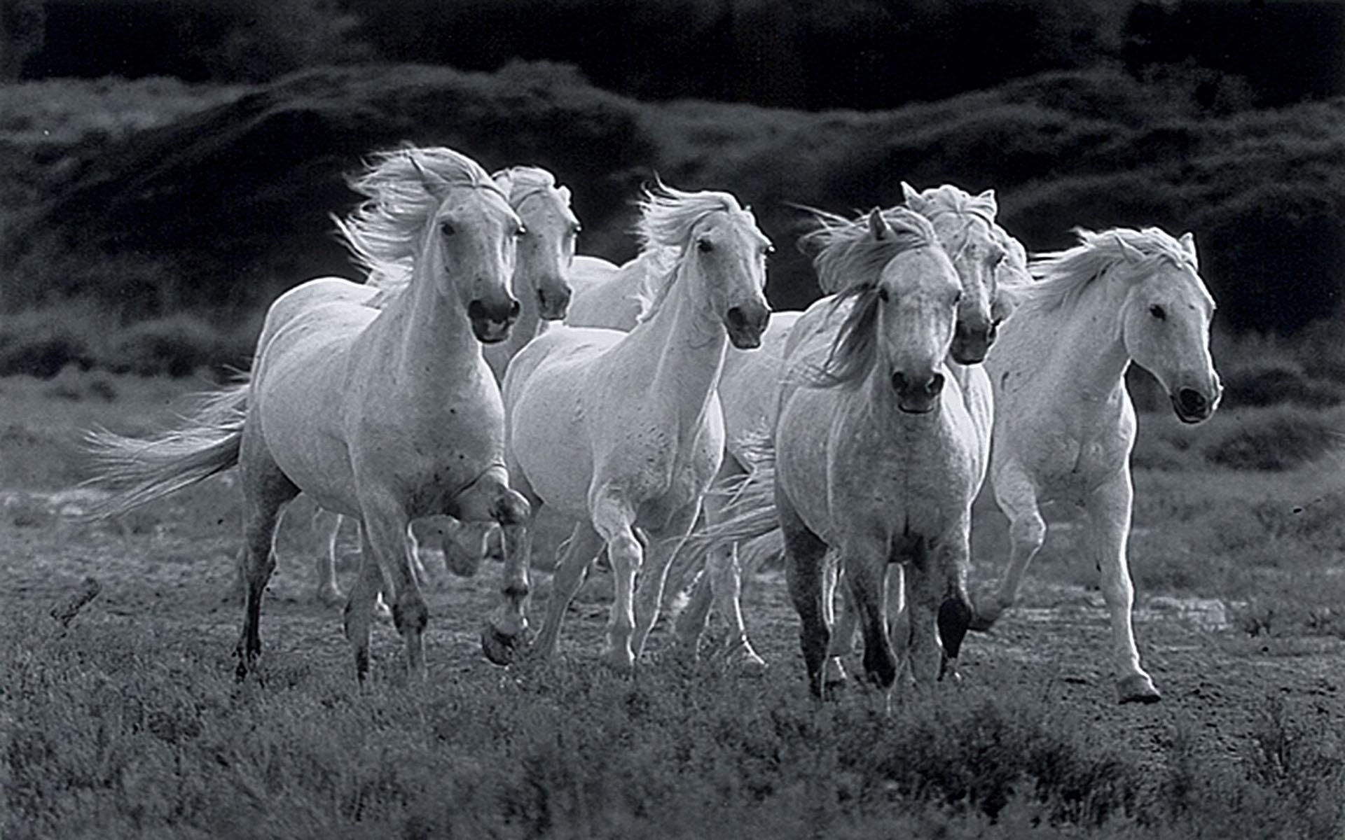 All The Pretty Horses Movie Wallpapers 894927 - Seven Running White Horses , HD Wallpaper & Backgrounds