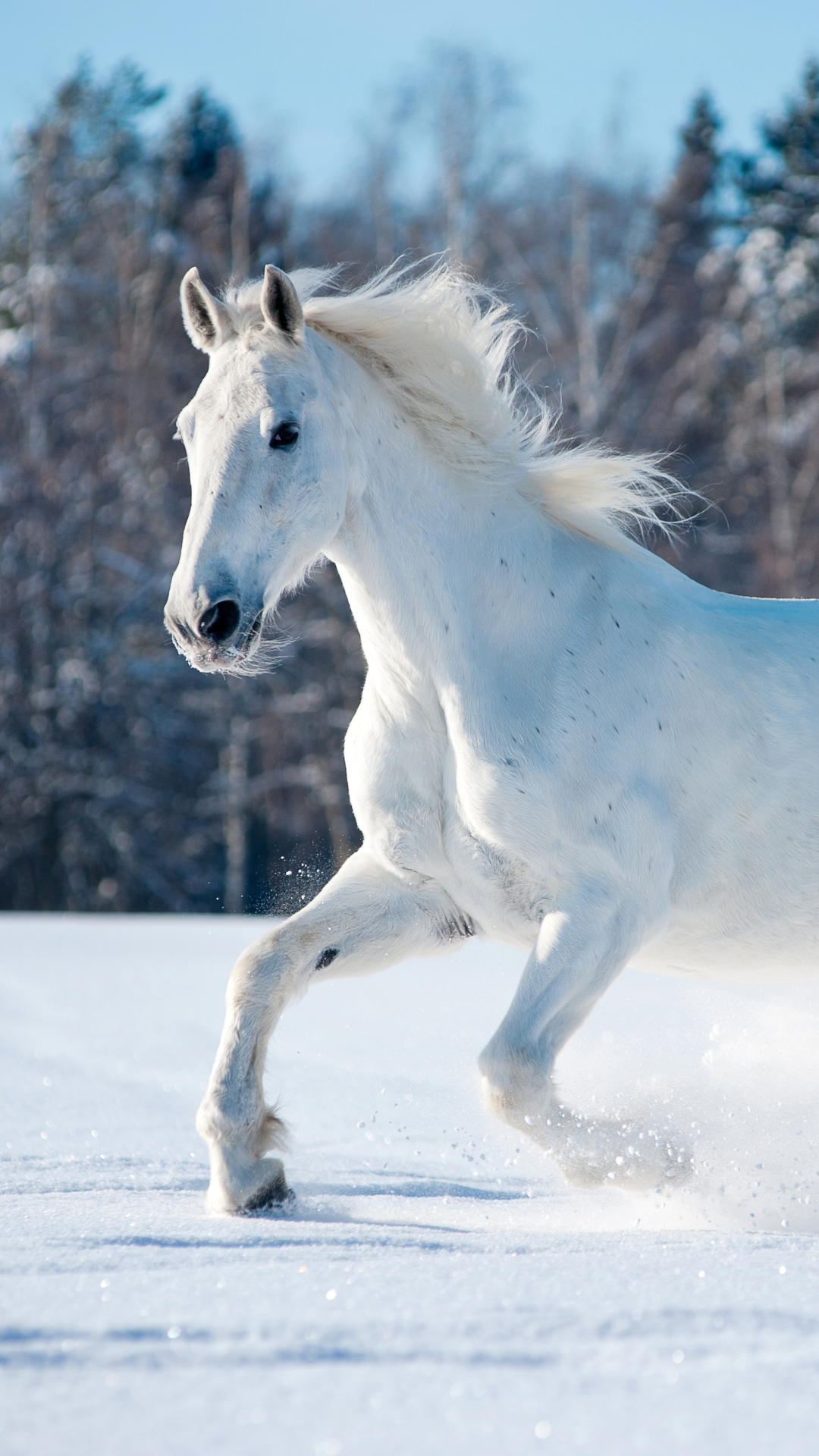 A White Horse Running Through The Snow - White Horse Wallpaper For Mobile , HD Wallpaper & Backgrounds