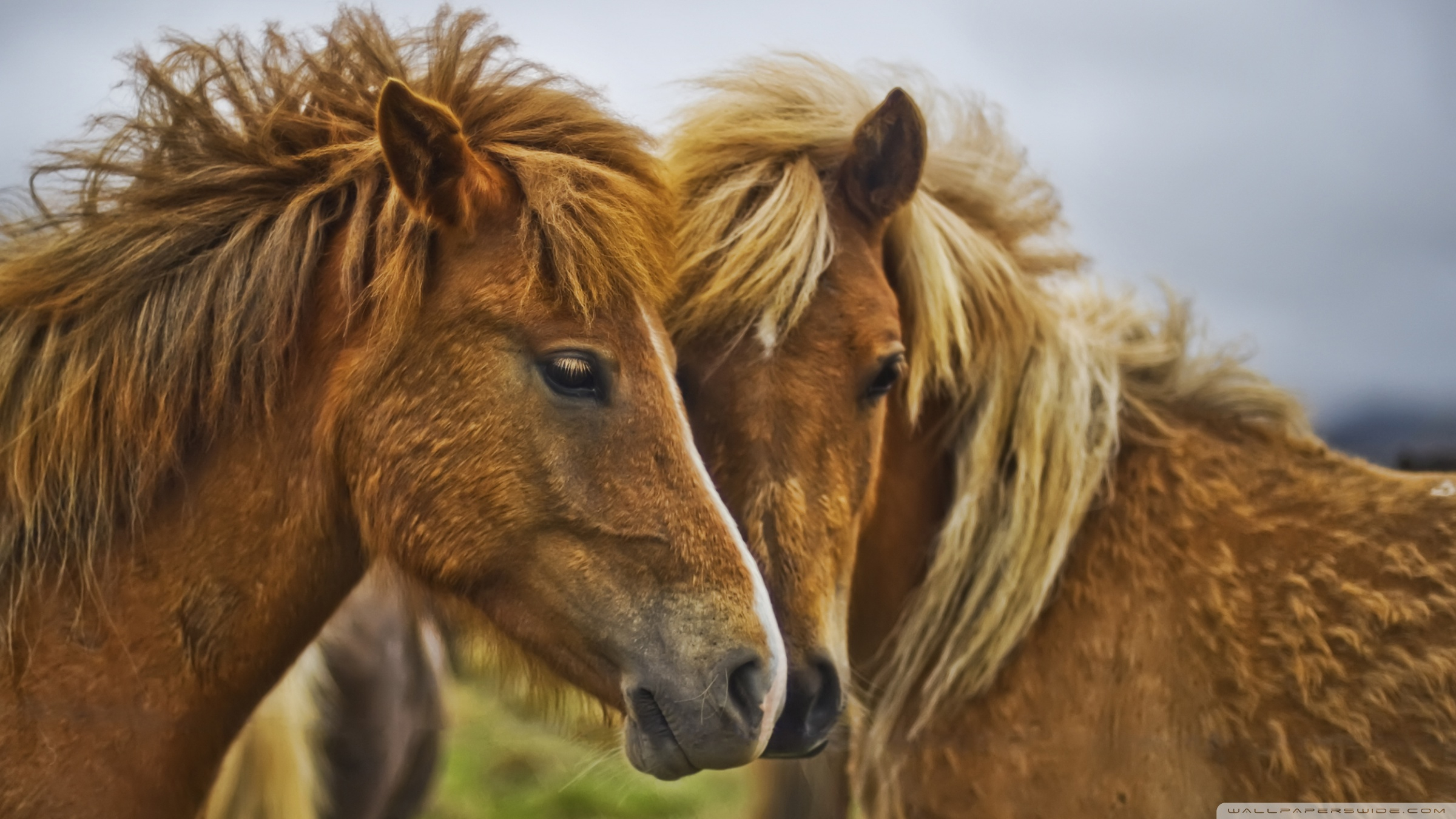 Beautiful Horses Wallpaper Beautiful Horses ❤ 4k Hd - Beautiful Horses Images Hd , HD Wallpaper & Backgrounds