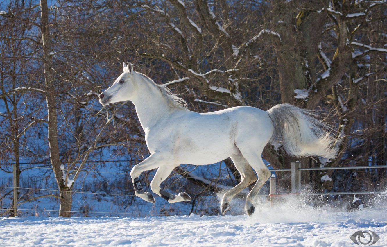 Photo Wallpaper White, Horse, Horse, Speed, Power, - Stallion , HD Wallpaper & Backgrounds