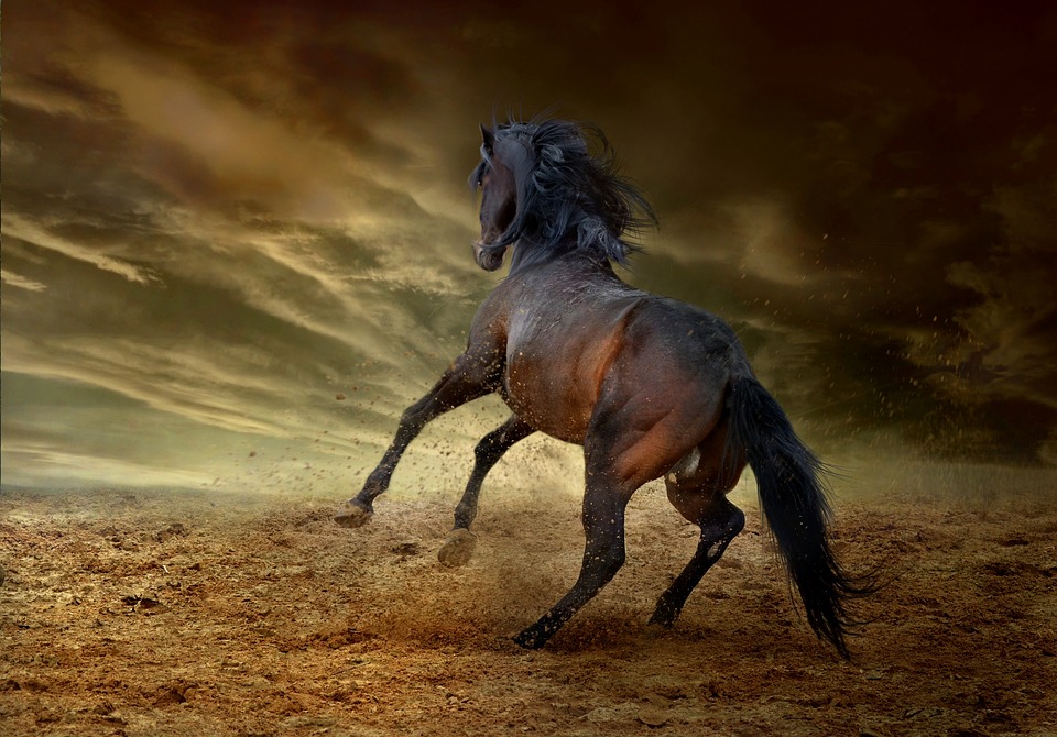 Horse, Equine, Run, Bucking, Freedom - Wild Bucking Horses , HD Wallpaper & Backgrounds