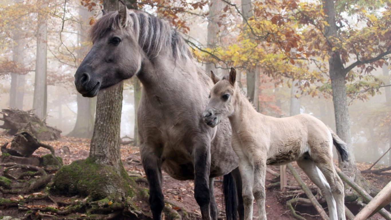 Nature Animal Horses Sweet Horse Run Wallpaper For - Animals Mother Et Baby , HD Wallpaper & Backgrounds