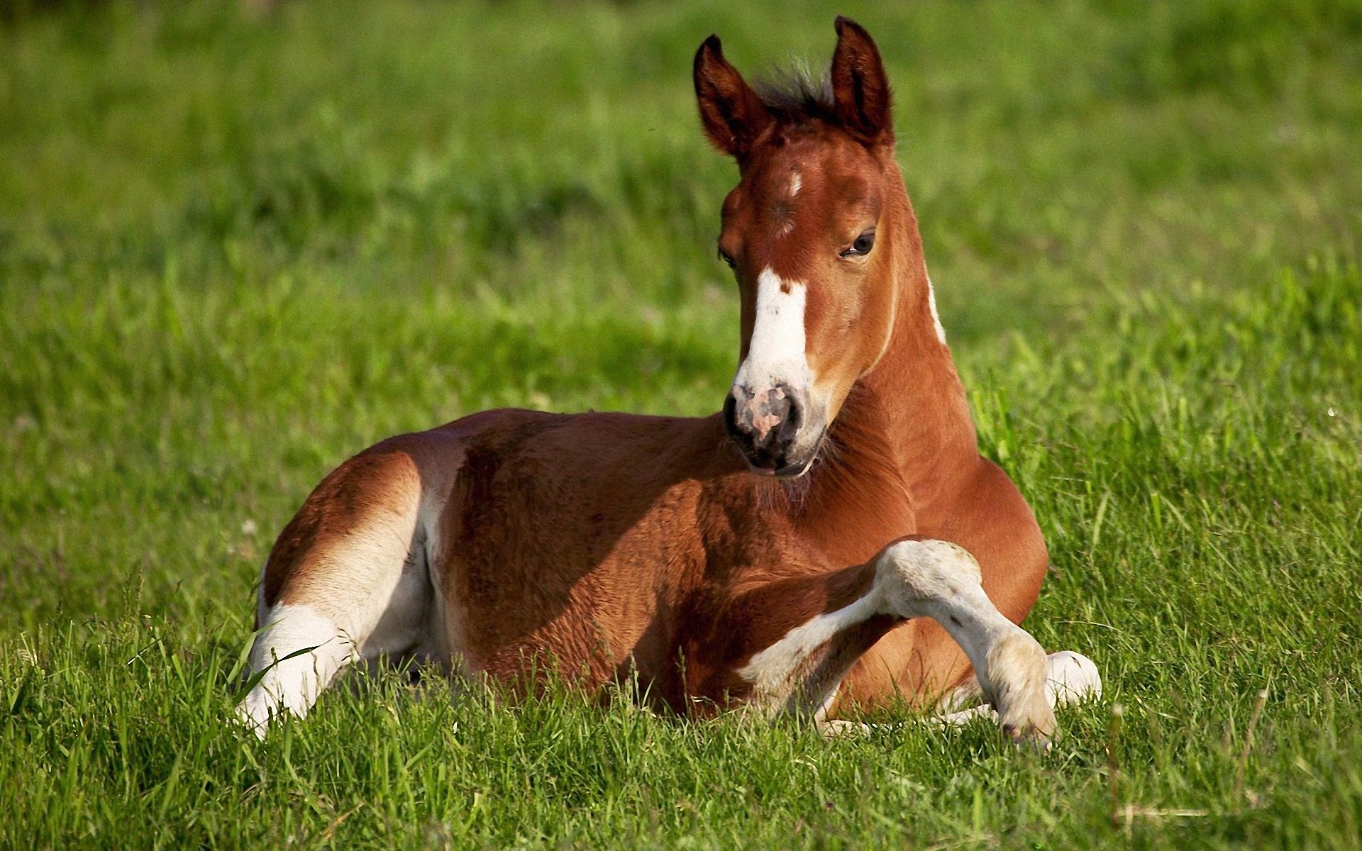 Wide Beautiful Horse Wallpapers - Cute Horse Lying Down , HD Wallpaper & Backgrounds