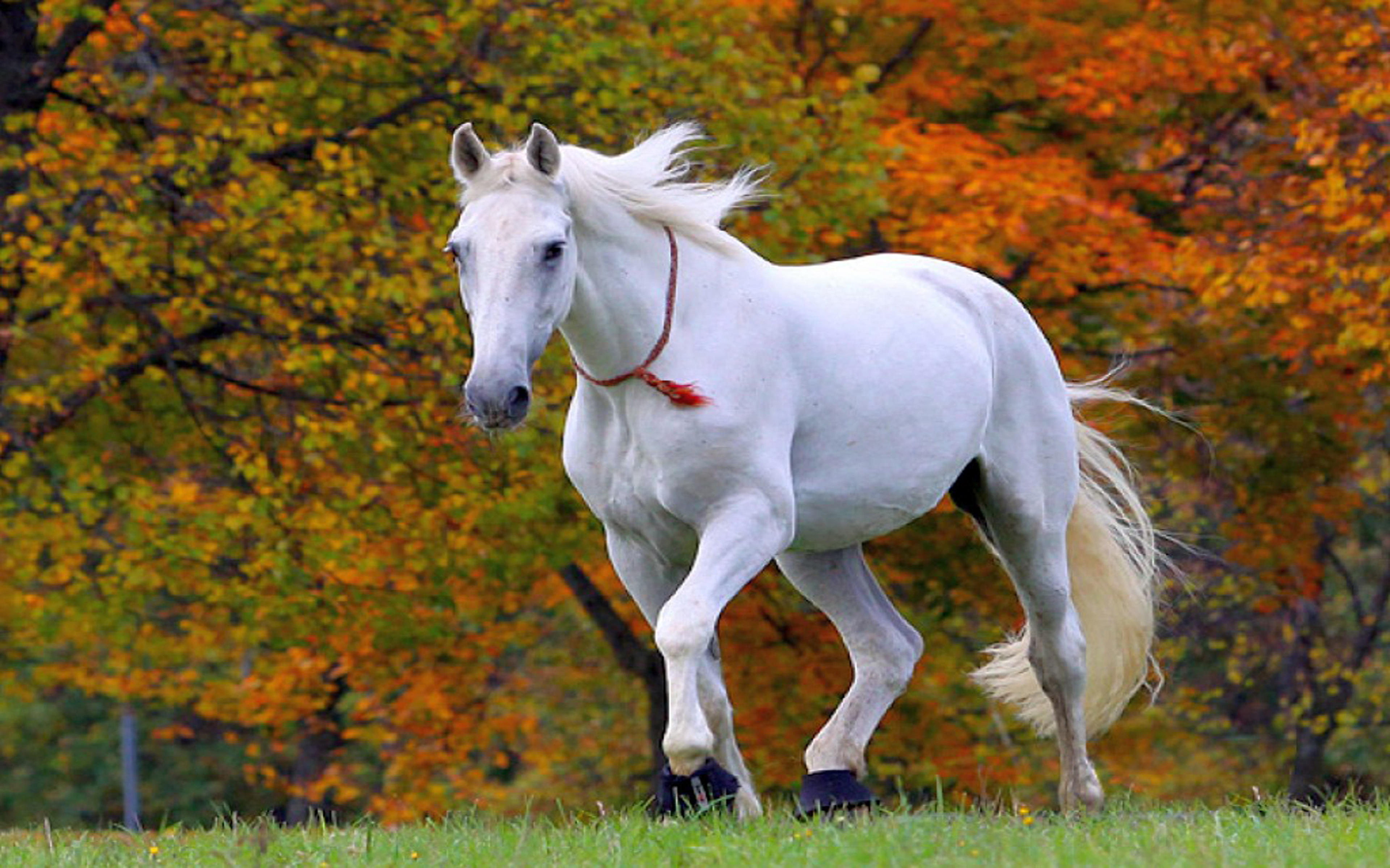 Download Original Resolution - Most Beautiful White Horse In The World , HD Wallpaper & Backgrounds