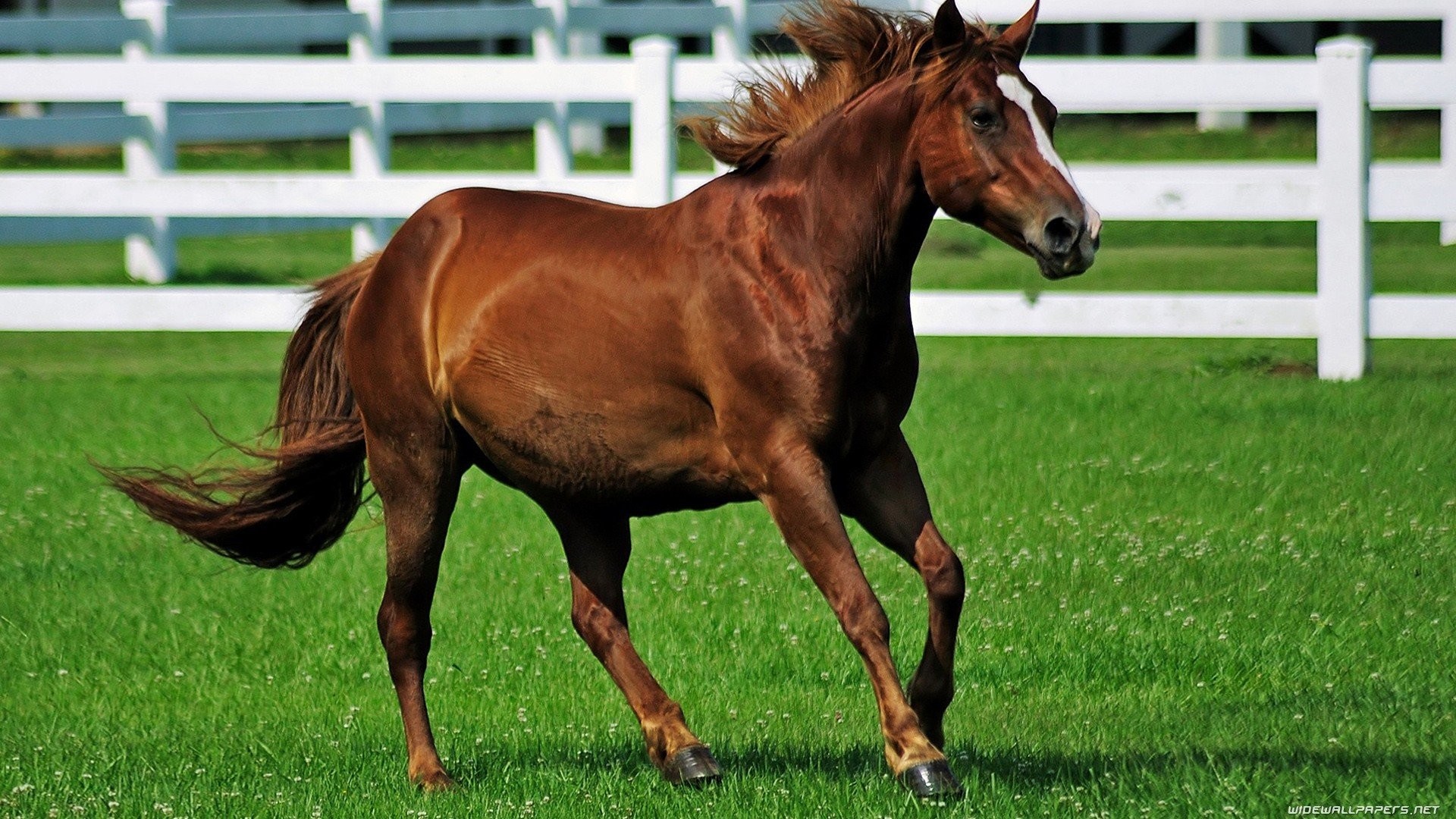 Green, Grass Running, Fields, Desktop Wallpapers, Wallpaper - Fondo De Pantalla Campo Con Caballos , HD Wallpaper & Backgrounds