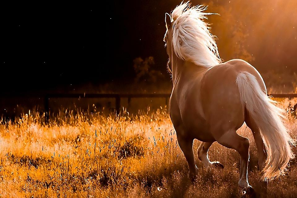 Horse Hd Wallpapers For Mobile Phones Free Download6 - Horse Running From The Back , HD Wallpaper & Backgrounds