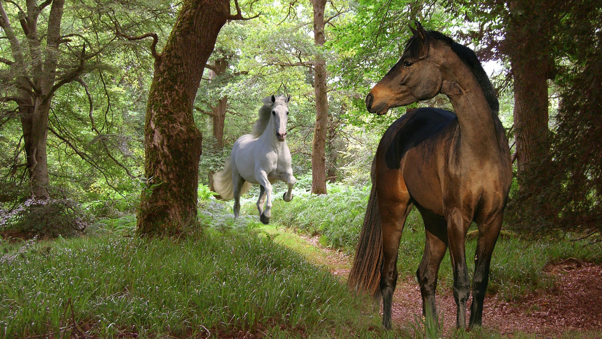 Most Beautiful Horses Wallpapers And Images Wallpapers, - Two Horses In A Forest , HD Wallpaper & Backgrounds