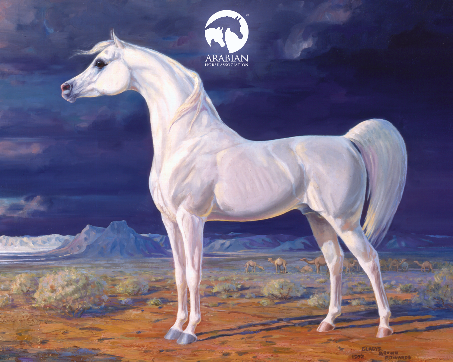 Arabian Horse Wallpaper For Computer , HD Wallpaper & Backgrounds
