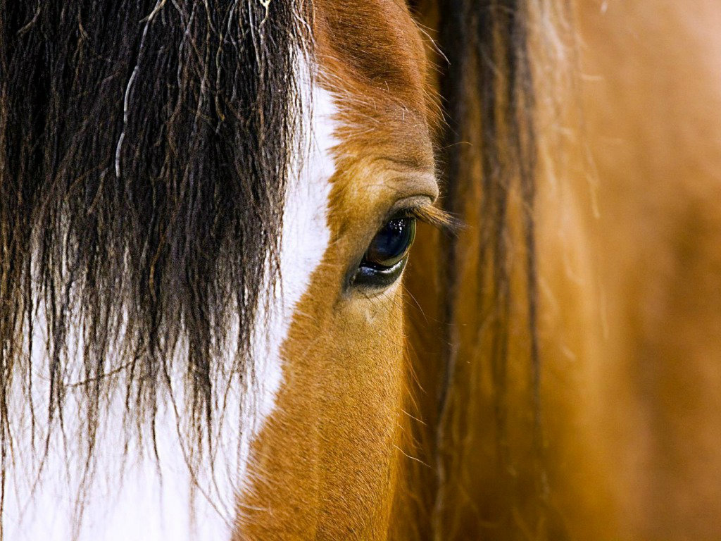 Beautiful Horse Wallpapers - Close Up Photos Of Horses , HD Wallpaper & Backgrounds