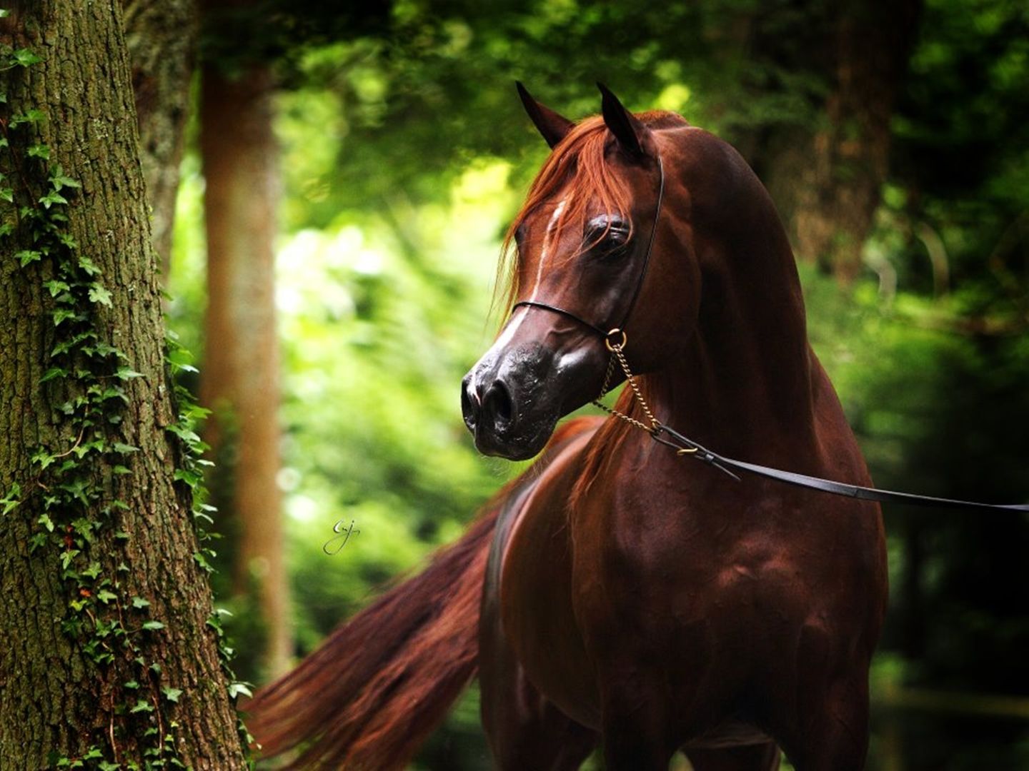 Beautiful Photography Arabian Horse - Red Chestnut Arabian Horse , HD Wallpaper & Backgrounds