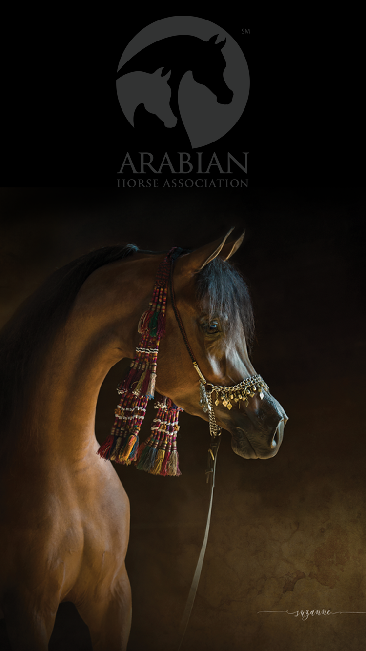 Arabianhorses - Org - Aha Backgrounds - Arabian Horse Wallpaper Iphone , HD Wallpaper & Backgrounds