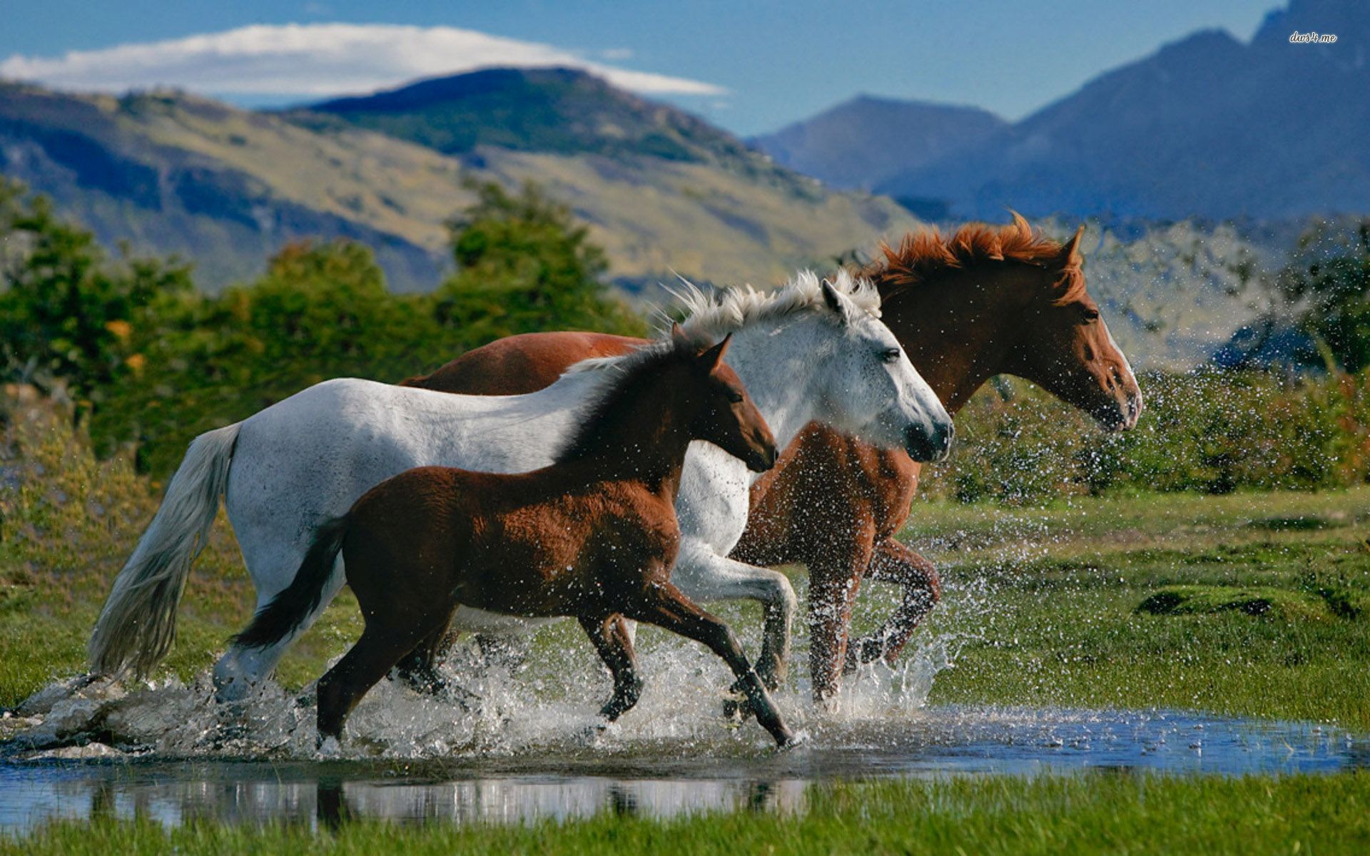 Beautiful Horses Wallpaper - Field Of Horses , HD Wallpaper & Backgrounds