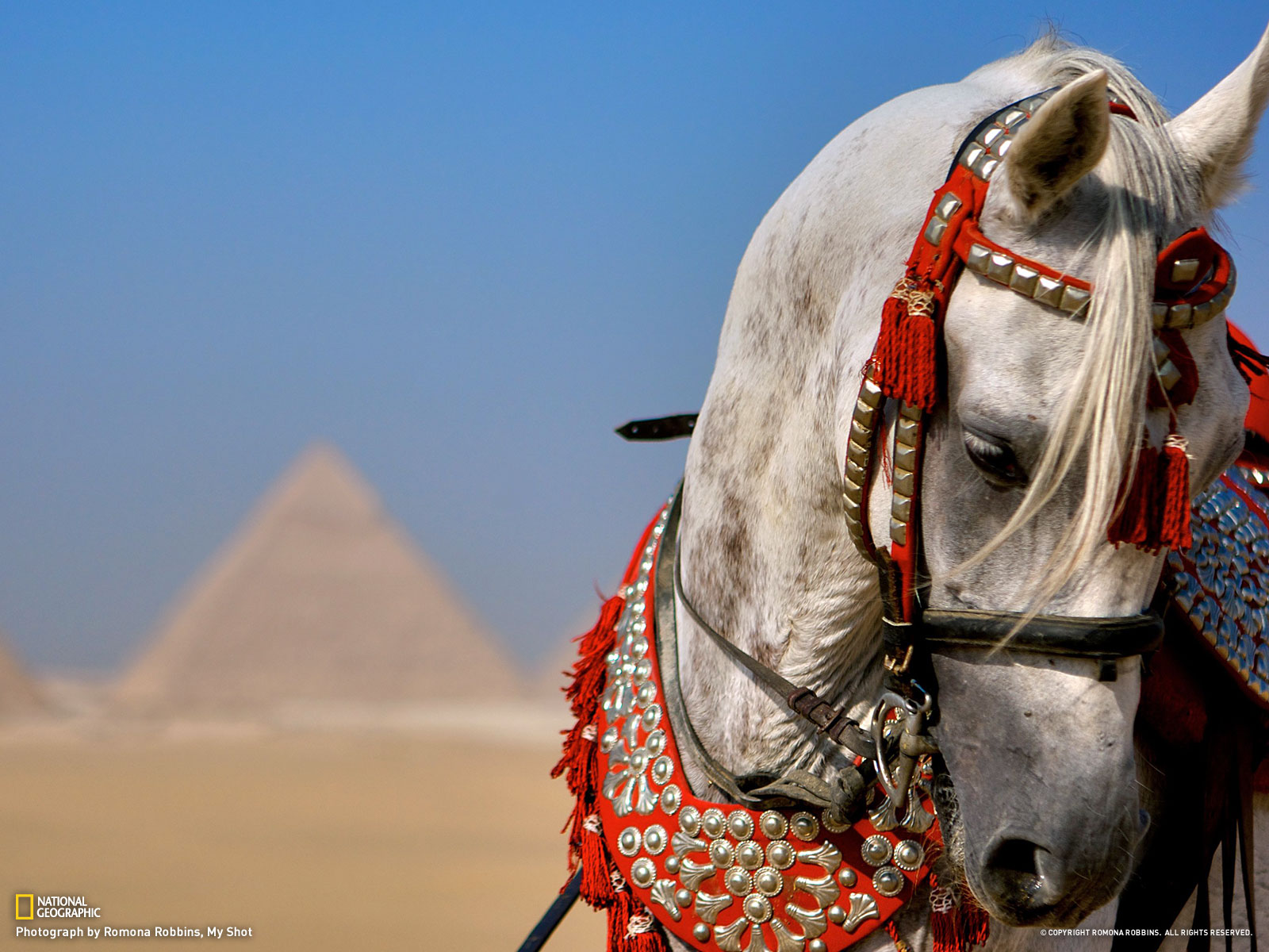 Arabian Horse Wallpaper - Arabian Horse Wallpaper Hd , HD Wallpaper & Backgrounds