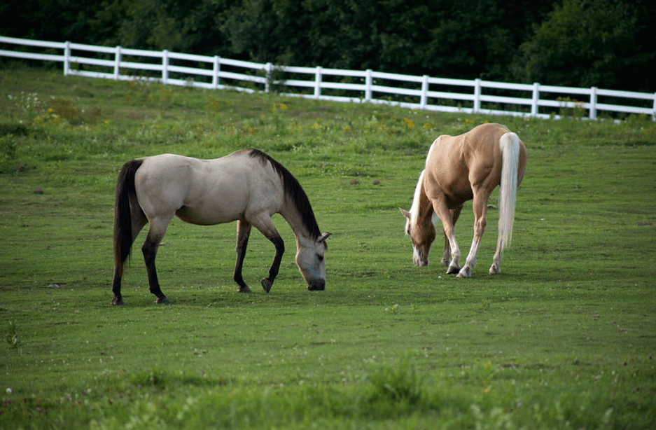 Horses Wallpapers And Backgrounds Horse Wallpapers - Horses Eating Grass , HD Wallpaper & Backgrounds