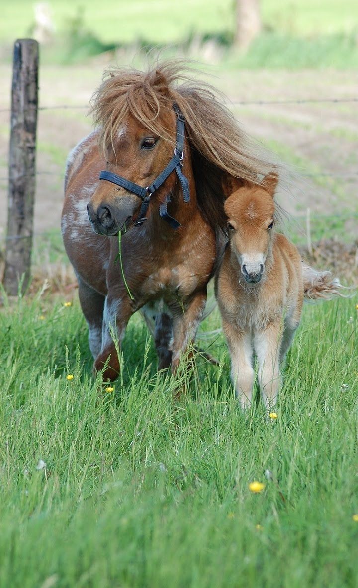 Beautiful Horse Wallpapers App - Mothers Day Riding Horses , HD Wallpaper & Backgrounds