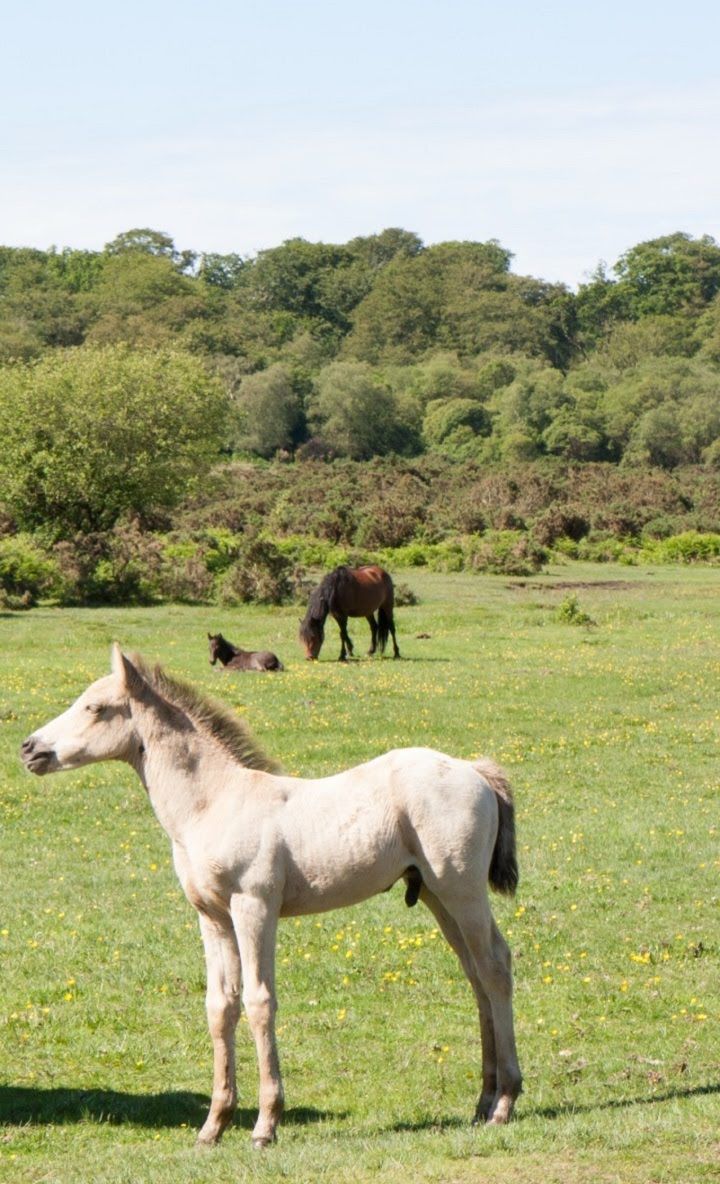 Beautiful Horse Wallpapers App For Android - Herd Of Horses 1411593312tur , HD Wallpaper & Backgrounds