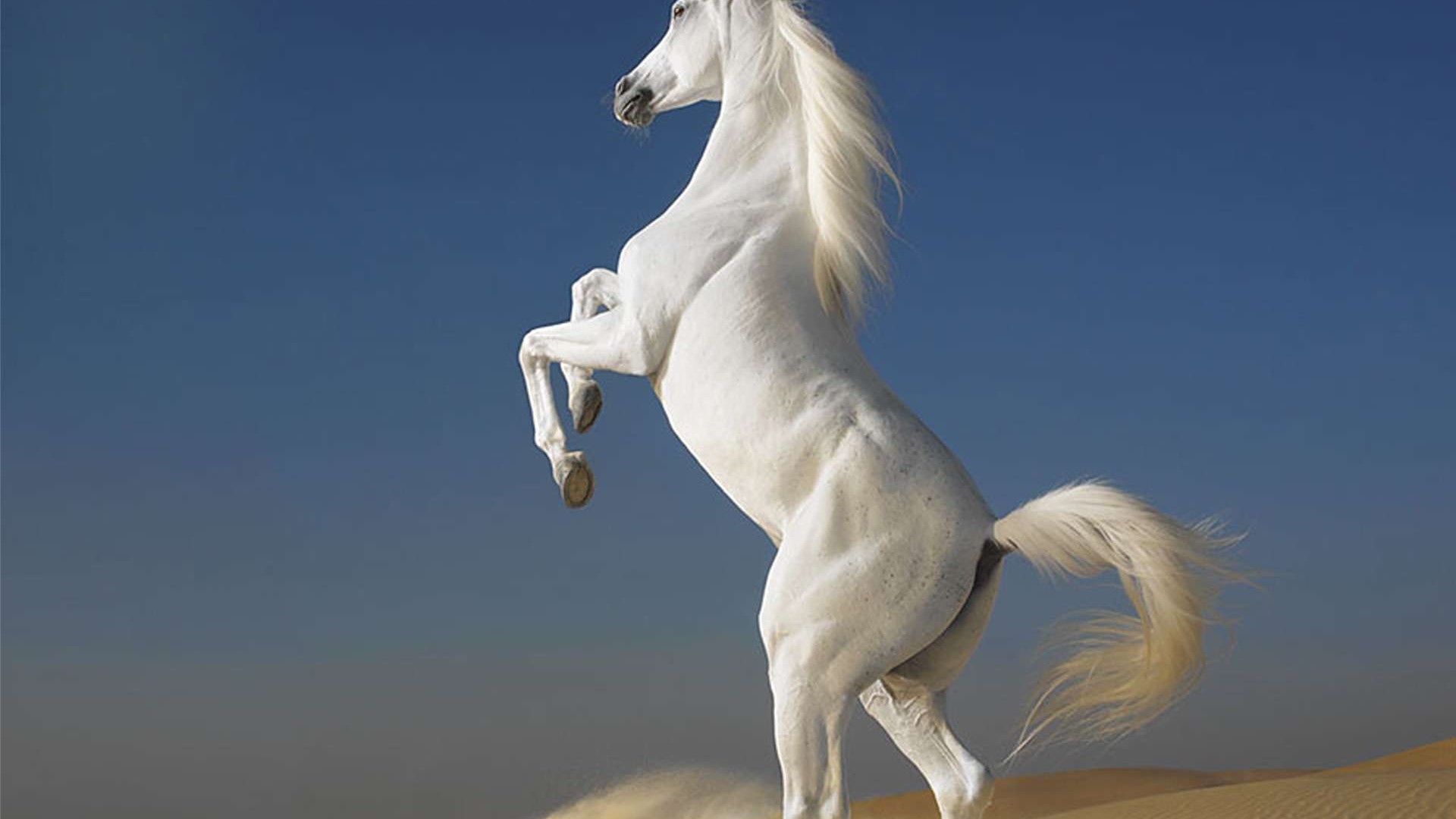 Arabian Horse - Beautiful Images Of Horses , HD Wallpaper & Backgrounds