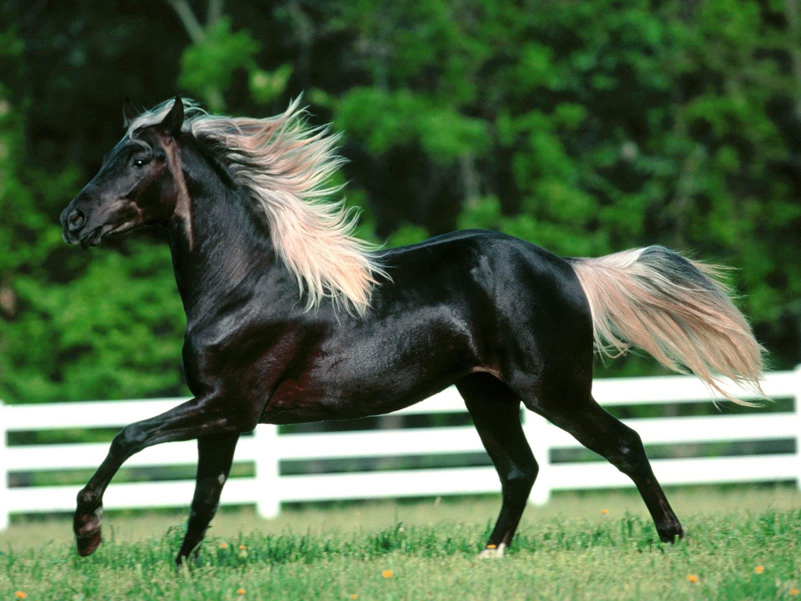 Beautiful Arabian Horse Wallpaper - Rocky Mountain Horse Silver Black , HD Wallpaper & Backgrounds