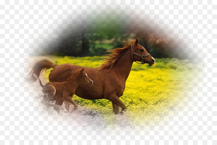 Foal, Arabian Horse, Stallion, Horse, Horse Like Mammal - Horse Pony , HD Wallpaper & Backgrounds