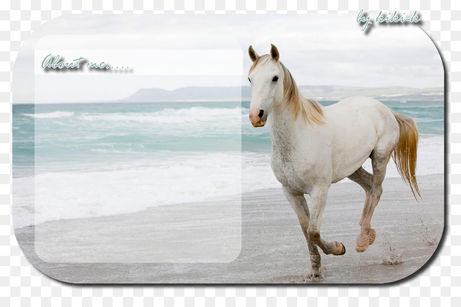 Desktop Wallpaper, Horse, Room, Horse Like Mammal Png - Hd Horse , HD Wallpaper & Backgrounds