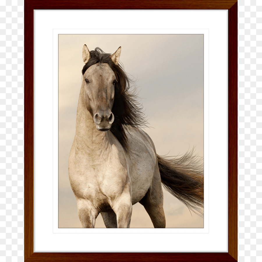 Desktop Wallpaper, Arabian Horse, Mobile Phones, Horse, - Hd Wallpapers Horse For Mobile , HD Wallpaper & Backgrounds