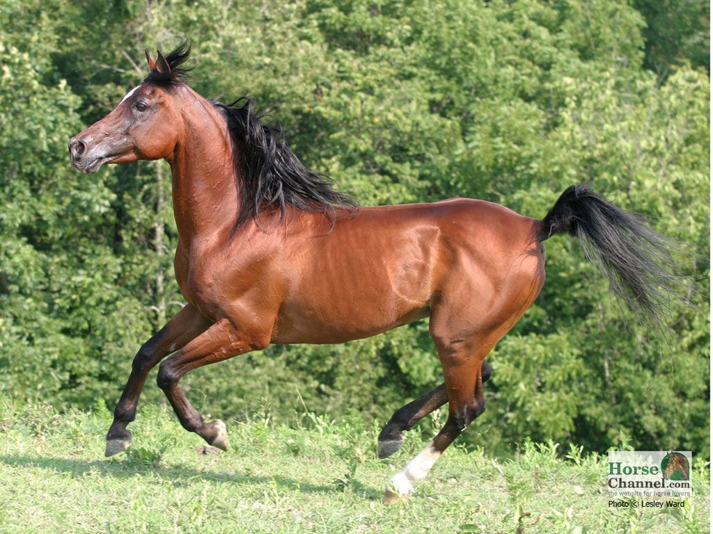 Arabian Horses Pictures - Arabian Horse , HD Wallpaper & Backgrounds