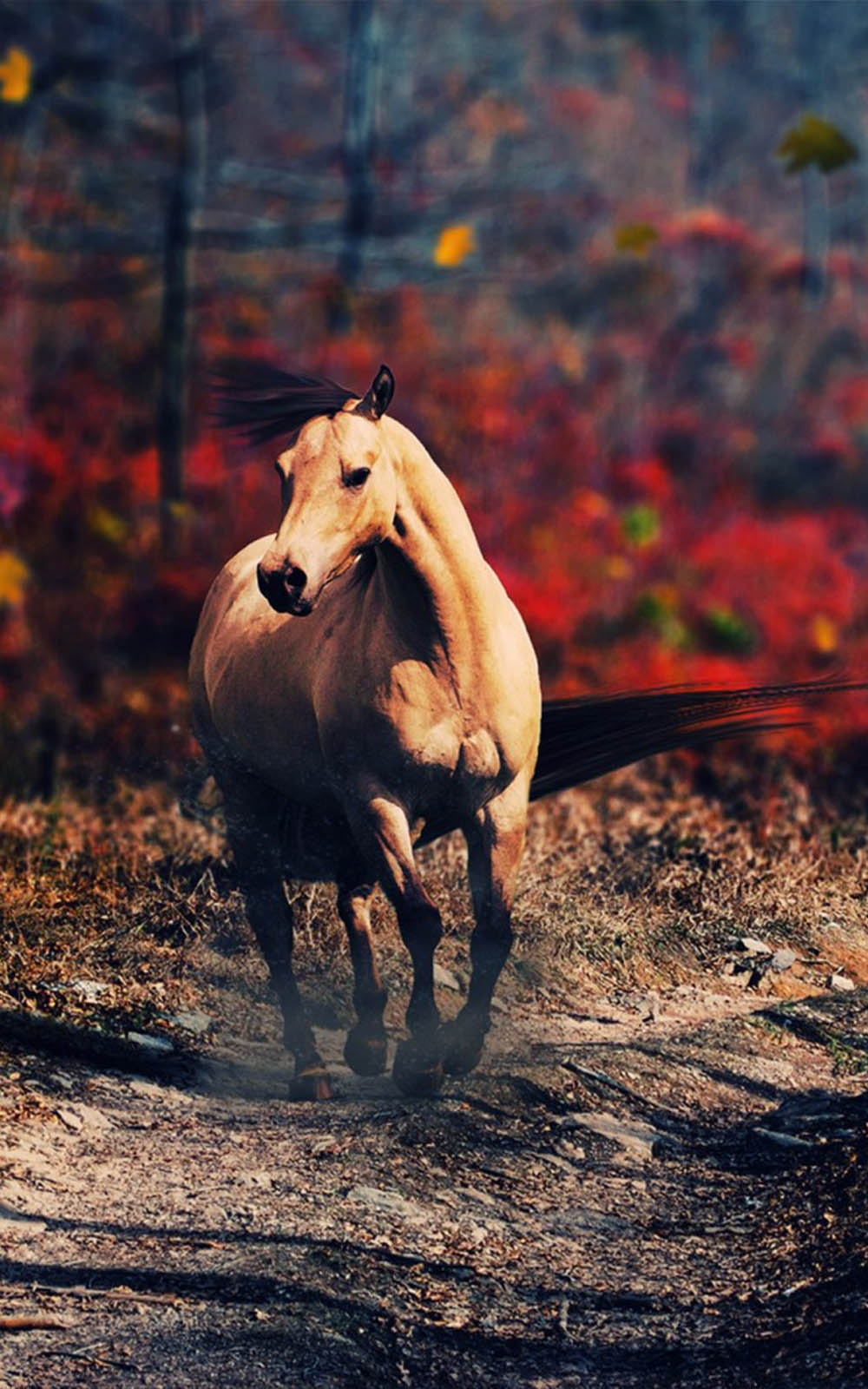 This Wallpaper Is Shared By Mordeo User Mark Evans - Horse Wallpaper Iphone Xs Max , HD Wallpaper & Backgrounds