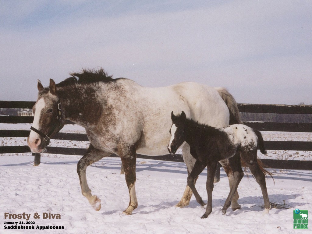 Horses Fram Snow Winter Animals Nature Free Desktop - Caballo Appaloosa Roano Barniz , HD Wallpaper & Backgrounds