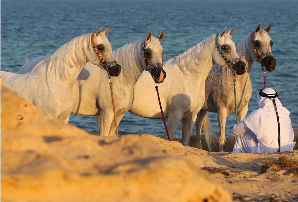 Arabian Essence Wallpaper - Arabian Horses In Desert , HD Wallpaper & Backgrounds