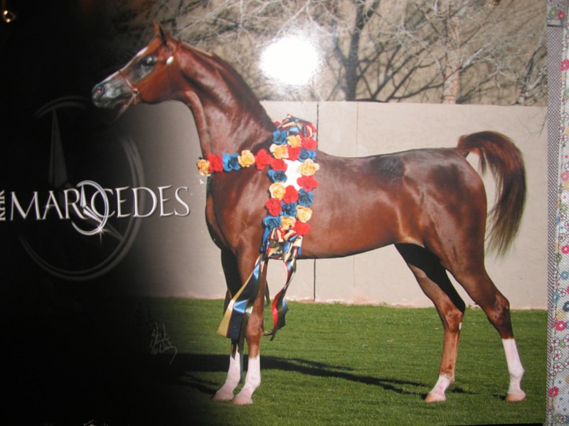 Arabian Horse Poster Wallpaper - Sorrel , HD Wallpaper & Backgrounds