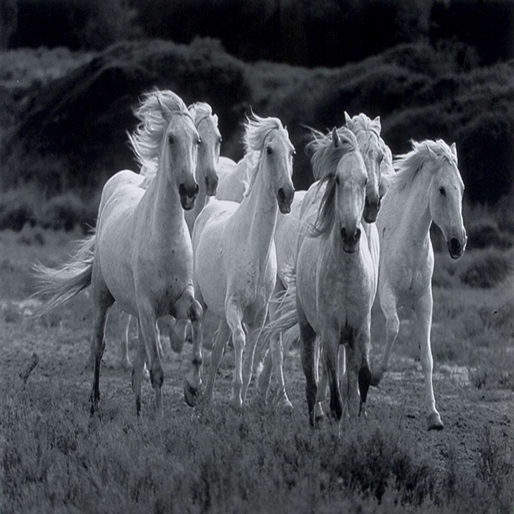 7 White Horse Wallpaper - Seven Running White Horses , HD Wallpaper & Backgrounds