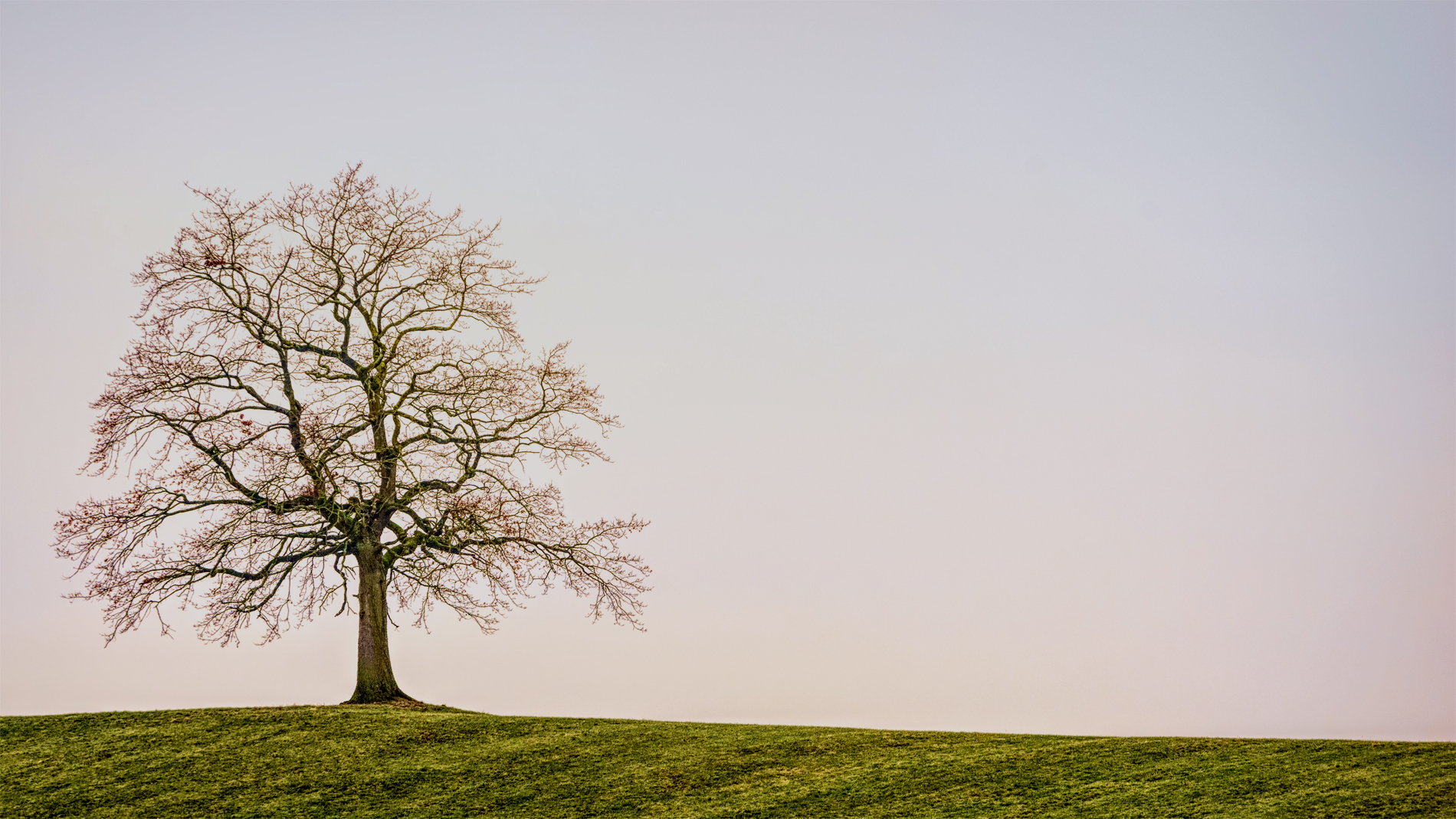 Beautiful Lonely Tree Background - Lonely Tree , HD Wallpaper & Backgrounds