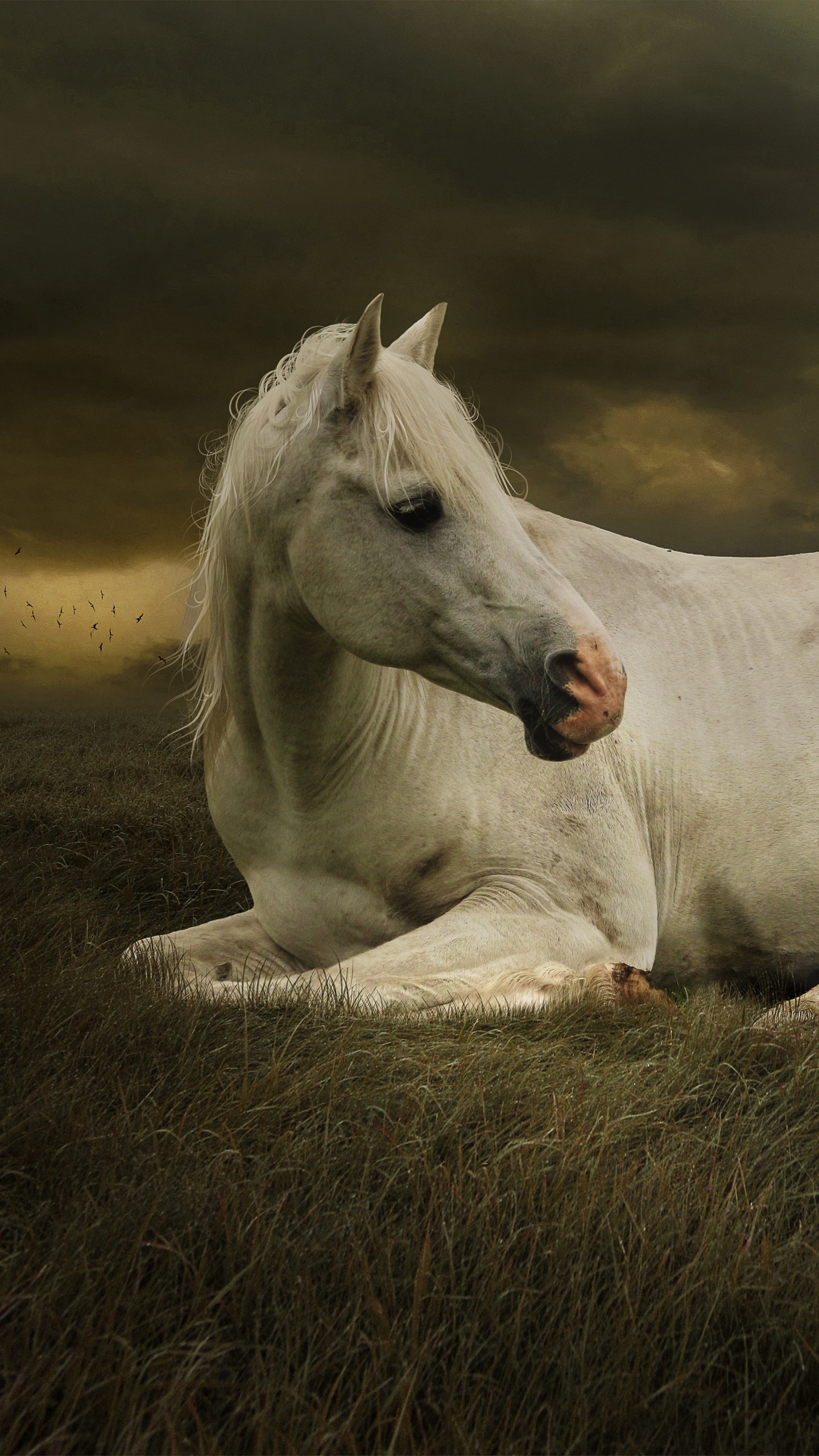 Cute Wallpapers Of Horses , HD Wallpaper & Backgrounds