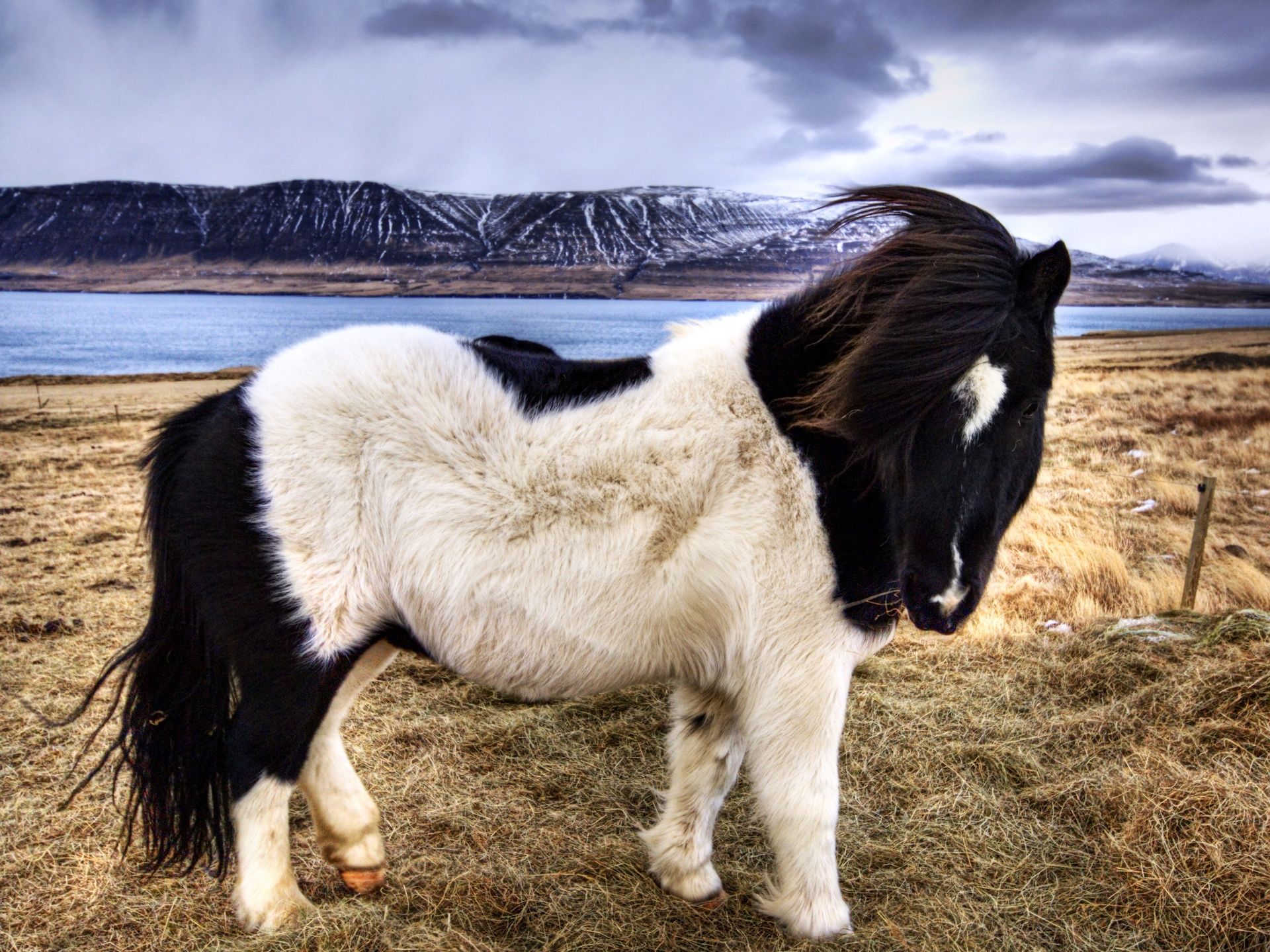 Icelandic Horse High Resolution , HD Wallpaper & Backgrounds