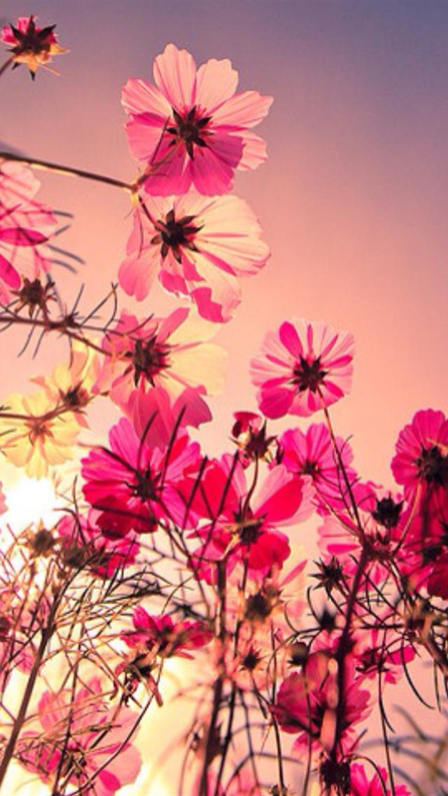 Flower Iphone Wallpaper Pinterest - Flower Wallpapers For Iphone , HD Wallpaper & Backgrounds