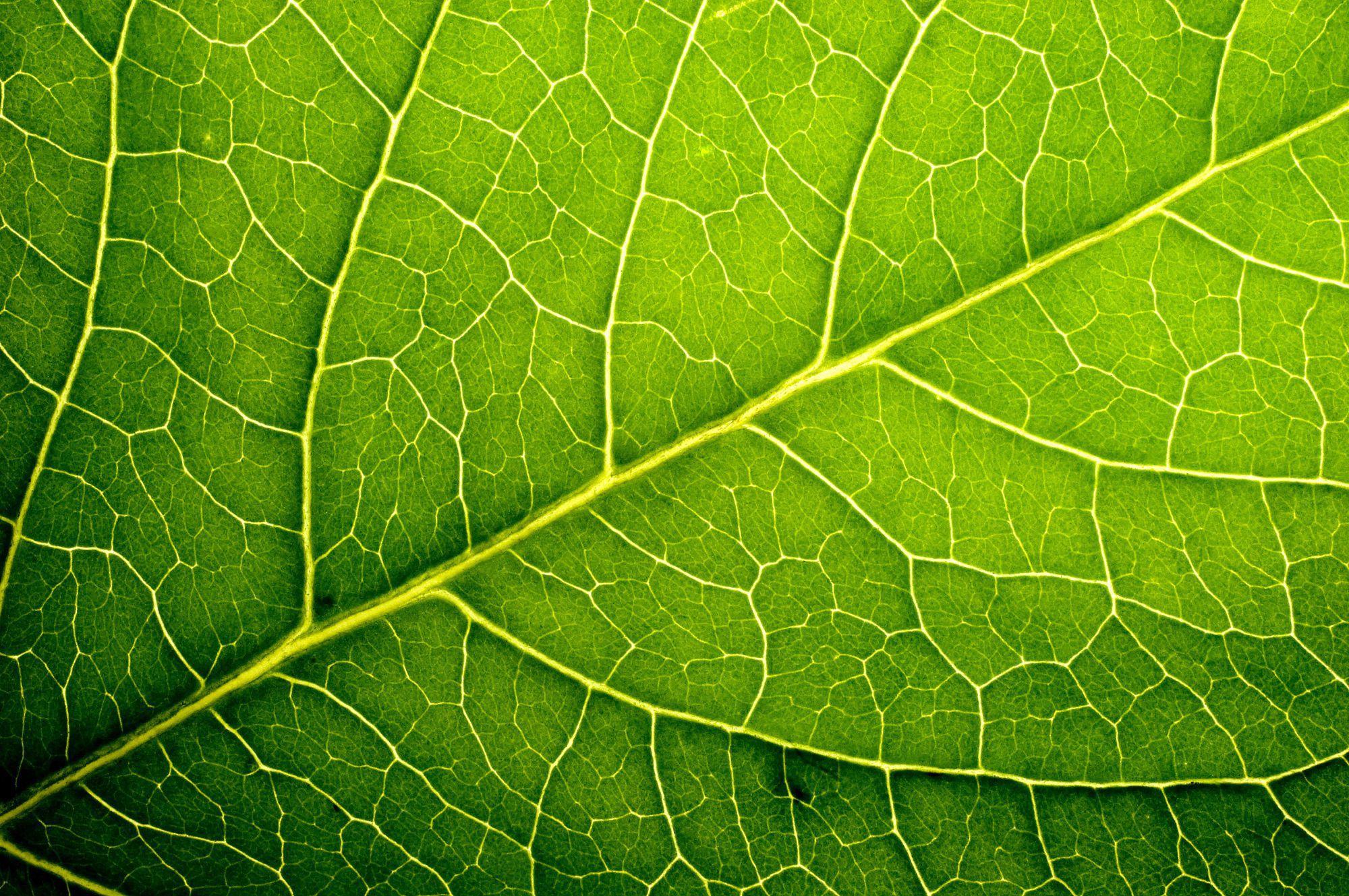 Contemporary Wallpaper / Vinyl / Nature Pattern / 3d - Zoom In Leaf Texture , HD Wallpaper & Backgrounds