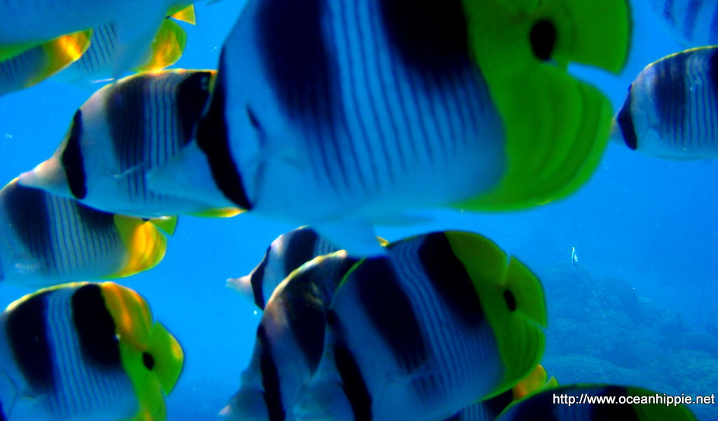 The Aquarium Rangiroa - Tropical Fish , HD Wallpaper & Backgrounds