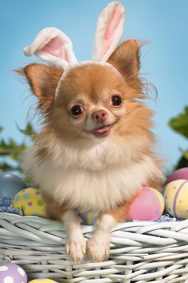 Easter Chihuahua Iphone Wallpaper - Cachorro Vestido De Coelho , HD Wallpaper & Backgrounds