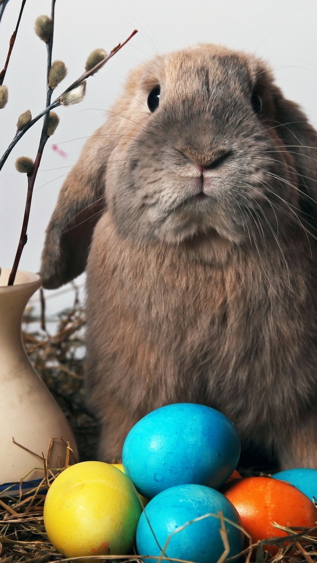 Funny Easter Rabbit - Easter Wallpapers For Iphone 7 , HD Wallpaper & Backgrounds