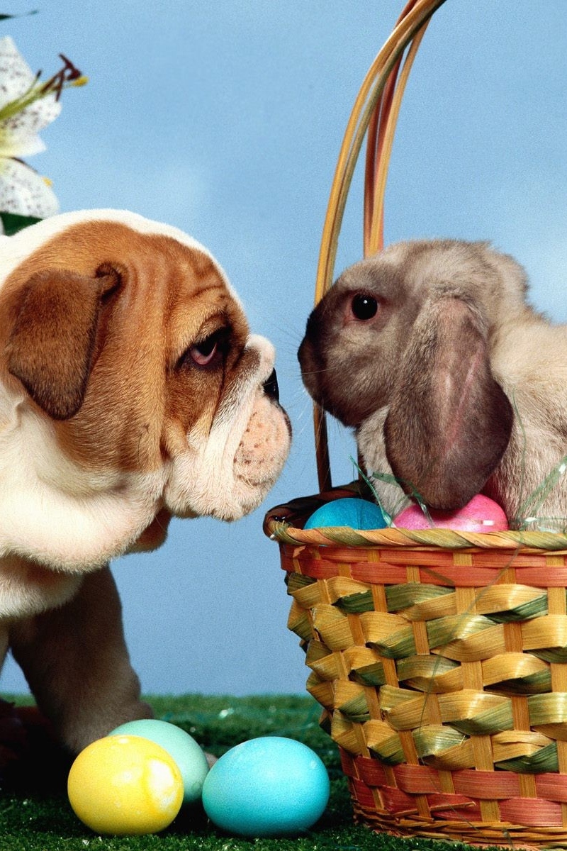 Wallpaper Dog, Rabbit, Eggs, Easter, Basket - Easter Eggs And Dogs , HD Wallpaper & Backgrounds