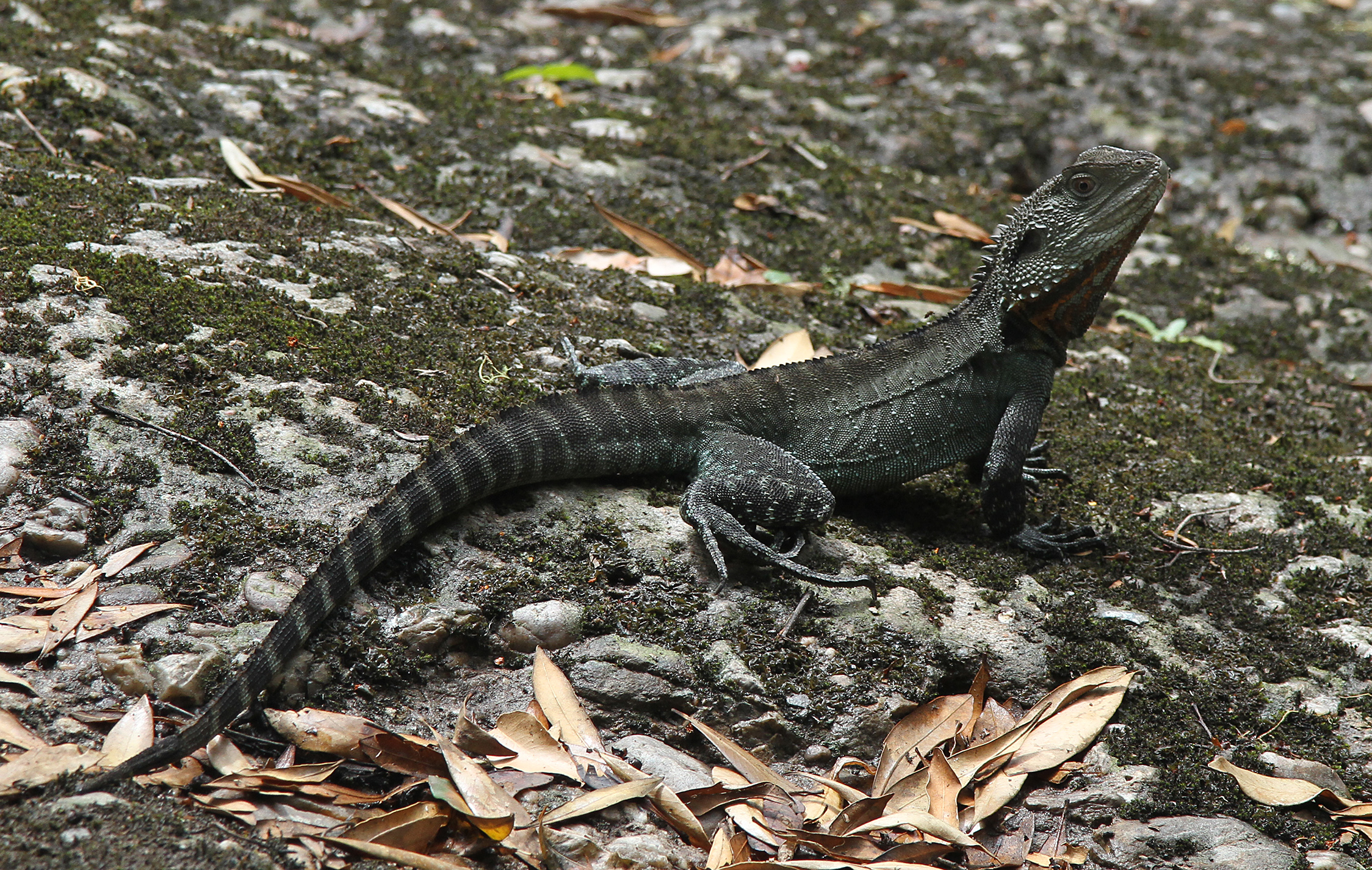 Aust Gippsland Water Dragon, Physignathus Lesueurii - Water Dragon Australia , HD Wallpaper & Backgrounds