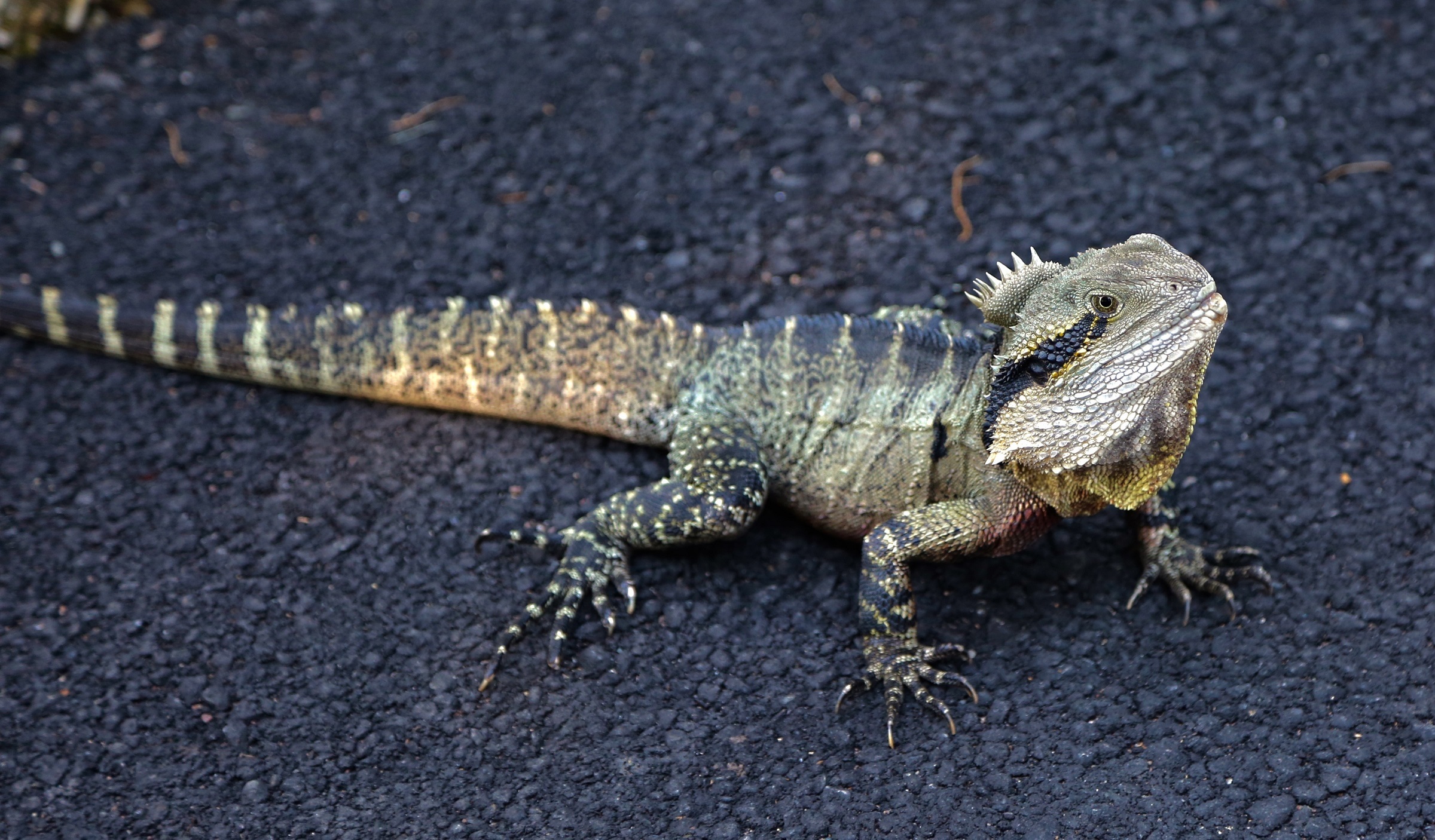 Australian Water Dragon - Australian Iguana , HD Wallpaper & Backgrounds