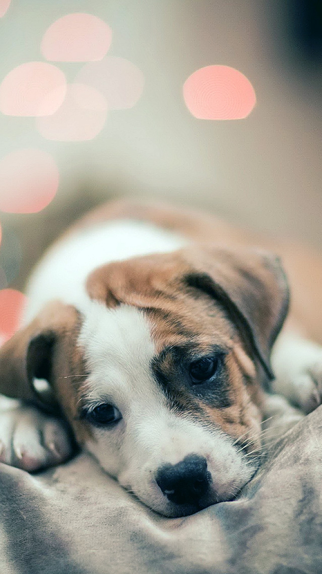 20 Photos Of Adorable Puppy Wallpaper Fresh Wallpaper - Dog Wallpaper Iphone 7 , HD Wallpaper & Backgrounds